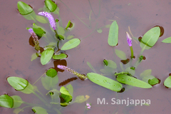 Aponogeton bruggenii